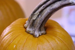 We bought a novel macro lens in addition to I mean value I Waste not, desire non – Pumpkin Puree