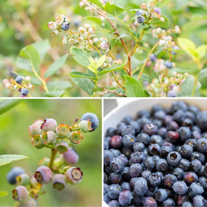 A collage of photos showing fresh blueberries on a bush and in a bowl