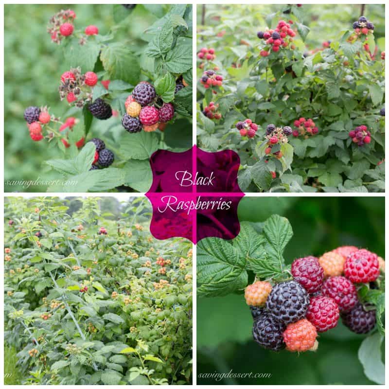 A collage of photos showing black raspberries on the vine ready to pick