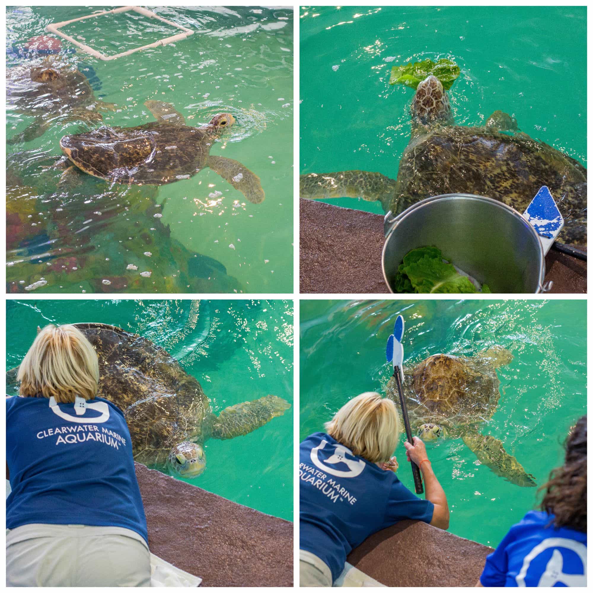 Le Clearwater Marine Aquarium