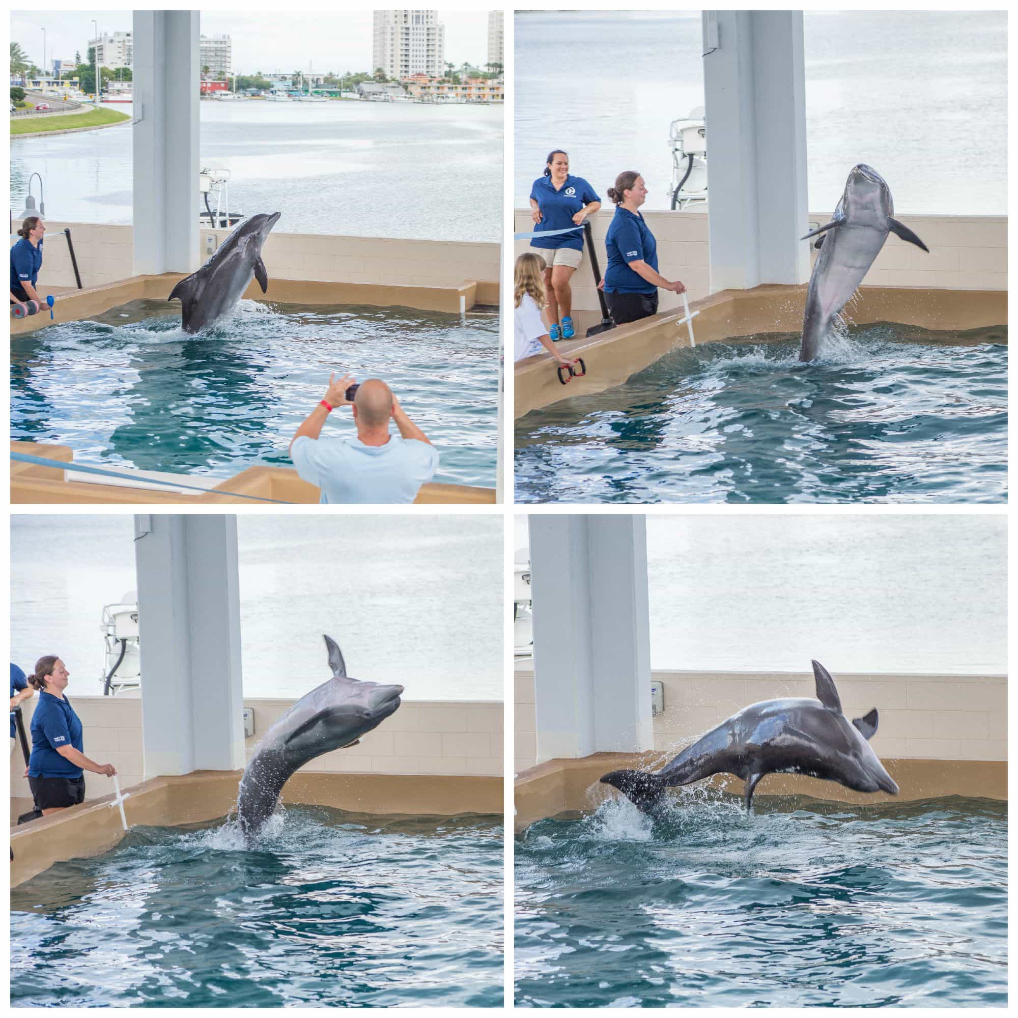 Clearwater Marine Aquarium - Clearwater Marine Aquarium 7