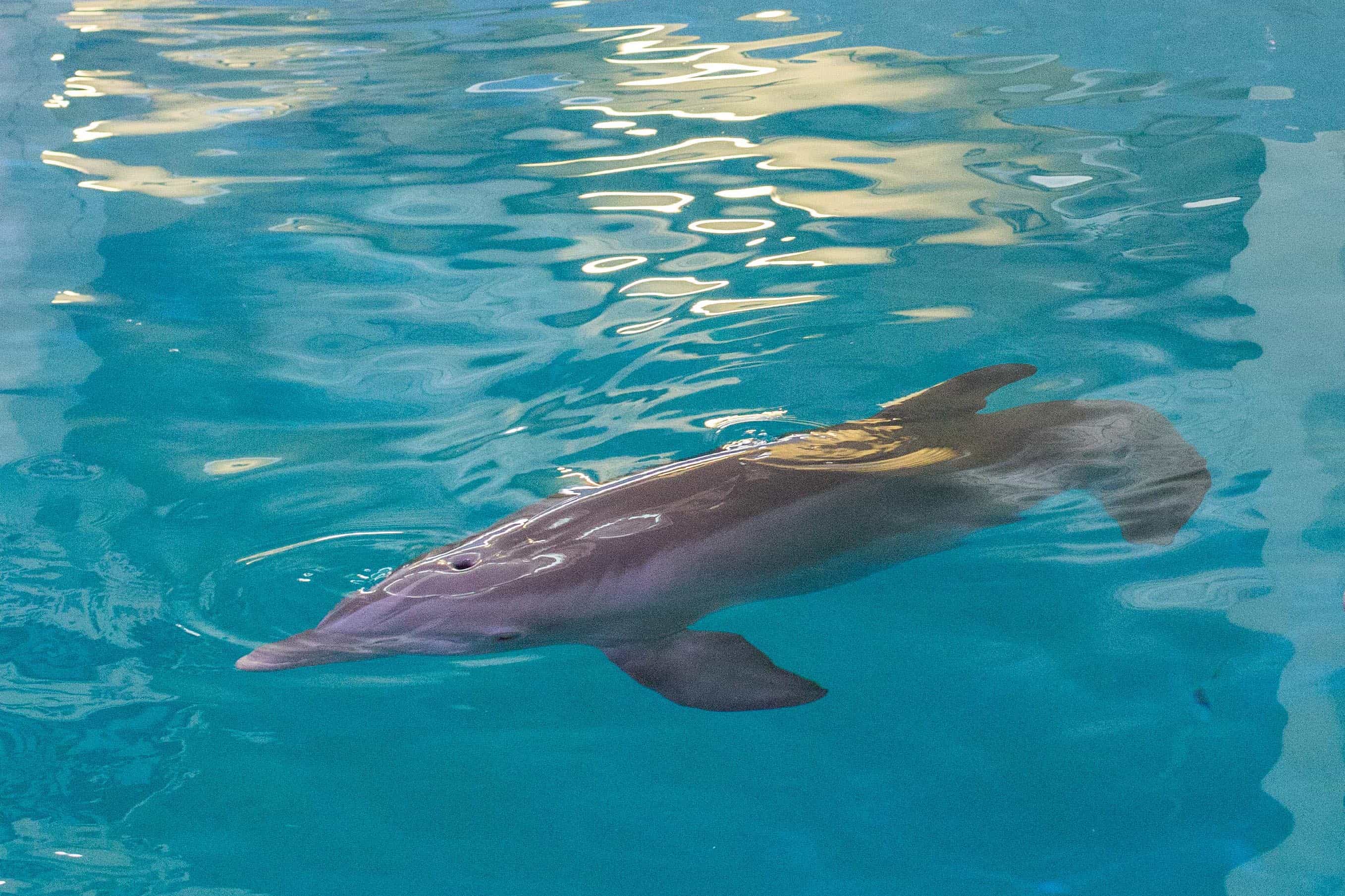 Clearwater Marine Aquarium - Clearwater Marine Aquarium FINALS 8