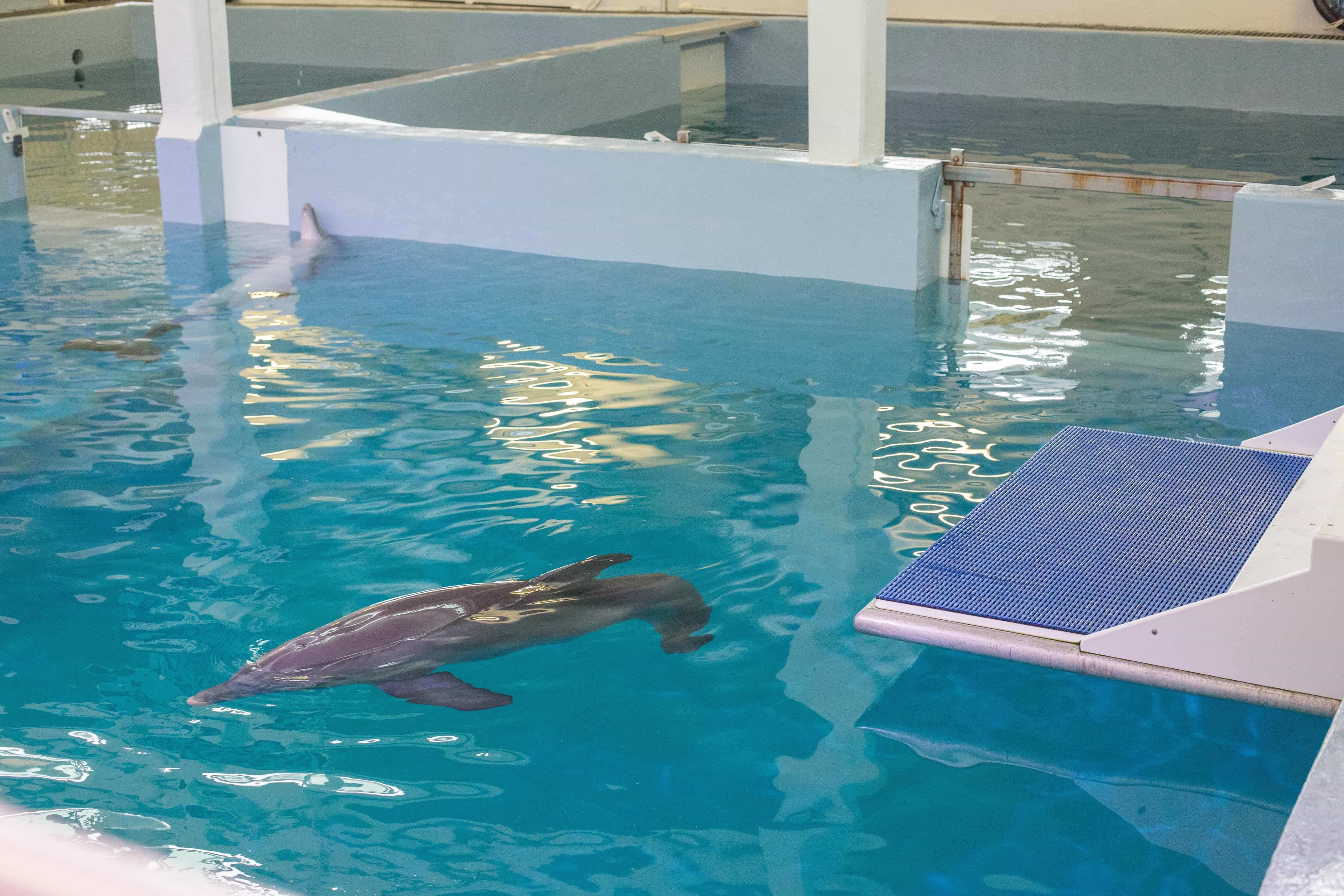 clearwater beach marine aquarium clearwater beach marine aquarium