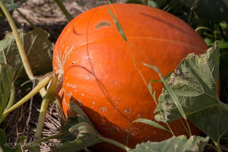  pumpkins at a local farm amongst grandson Isaac as well as missy Allie Pumpkins  Gourds