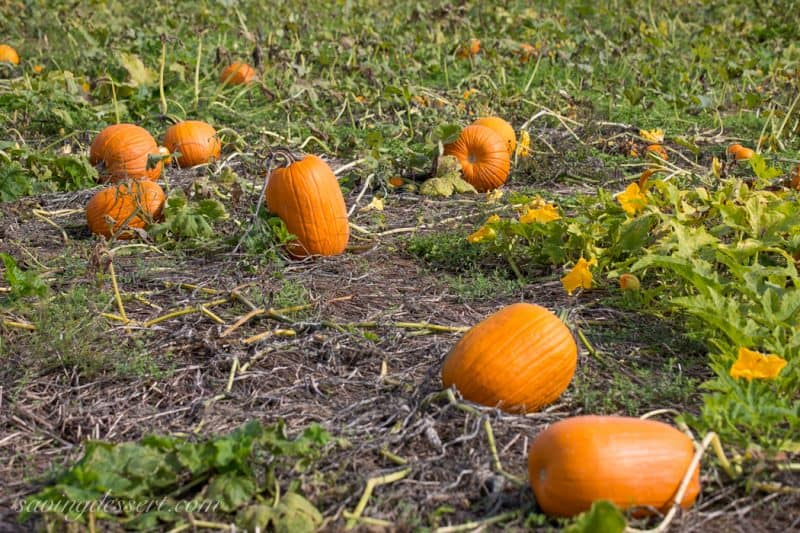 Pumpkins & Gourds October 2015