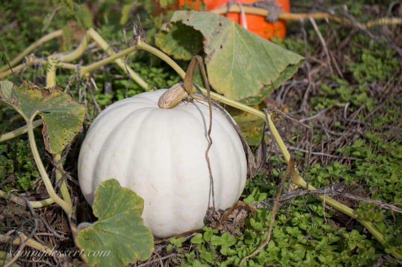 Pumpkins & Gourds October 2015