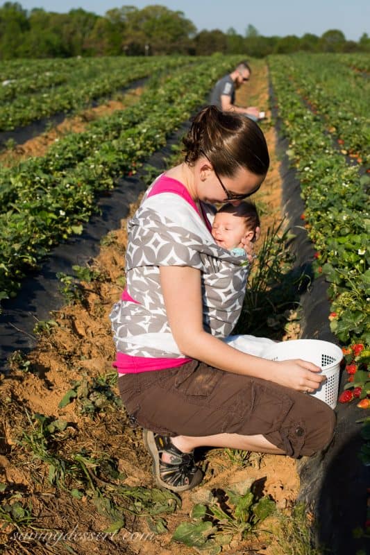 A new mom picking strawberries with her baby swaddled against her chest