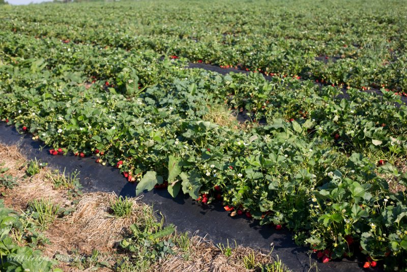 Rows of strawberry plants loaded with ready to pick strawberries
