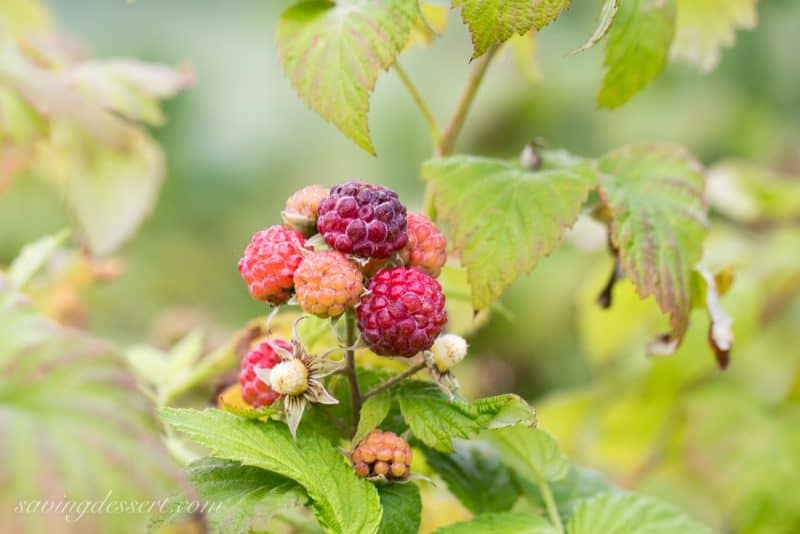 A cluster of black raspberries on the vine