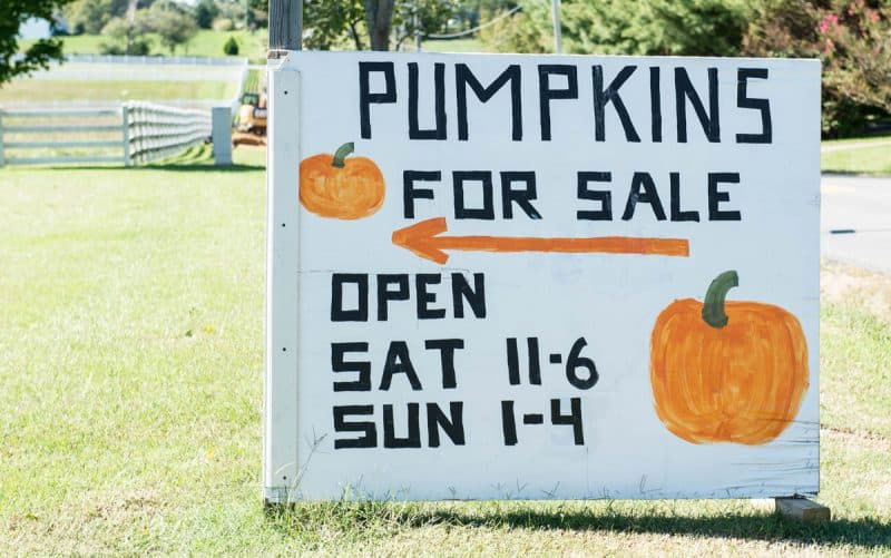  a classic dessert turned into a delightful pumpkin process Pumpkin Crème Brûlée