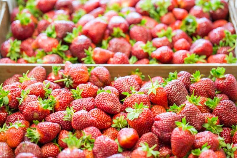 Boxes of fresh picked strawberries