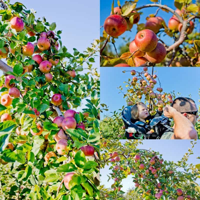 Apple Picking on Carter Mountain Virginia October 2017