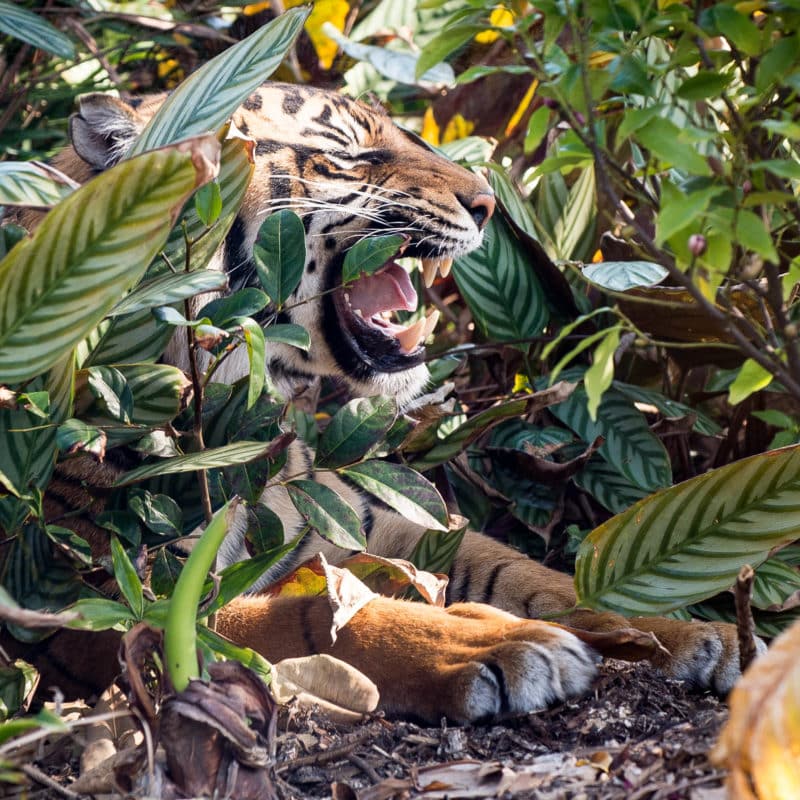 female Sumatran Tiger hiding in the bushes at the Taronga Zoo