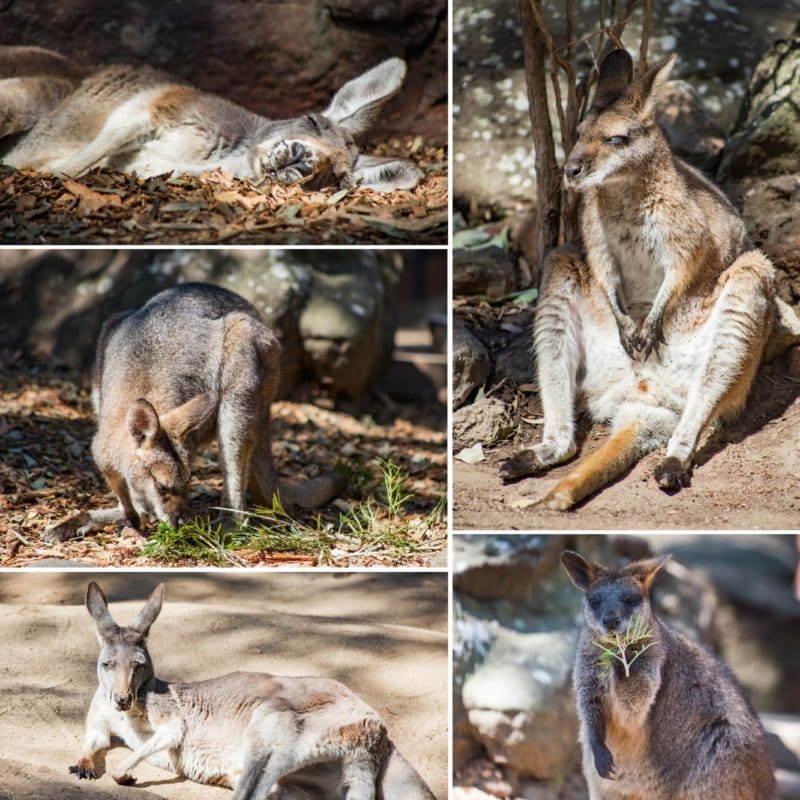 A collage of Wallabies and Kangaroos at the Taronga Zoo