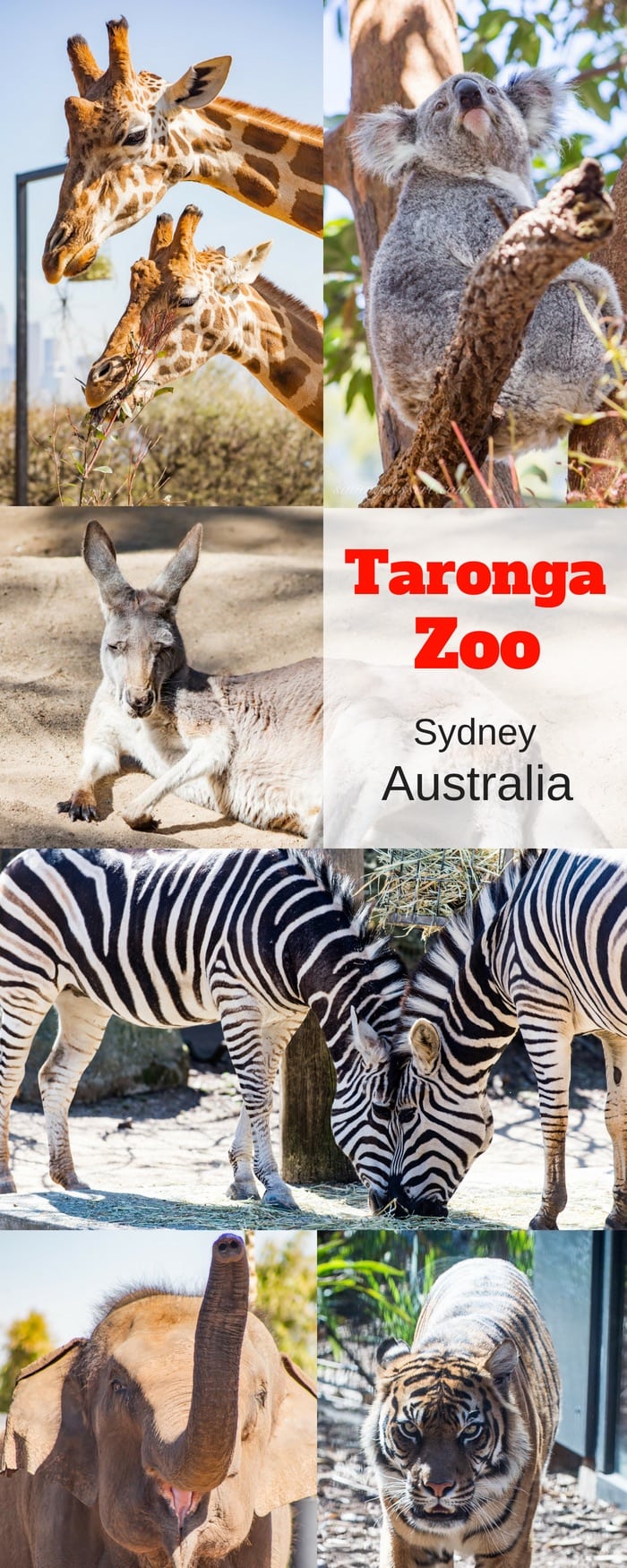taronga zoo toys