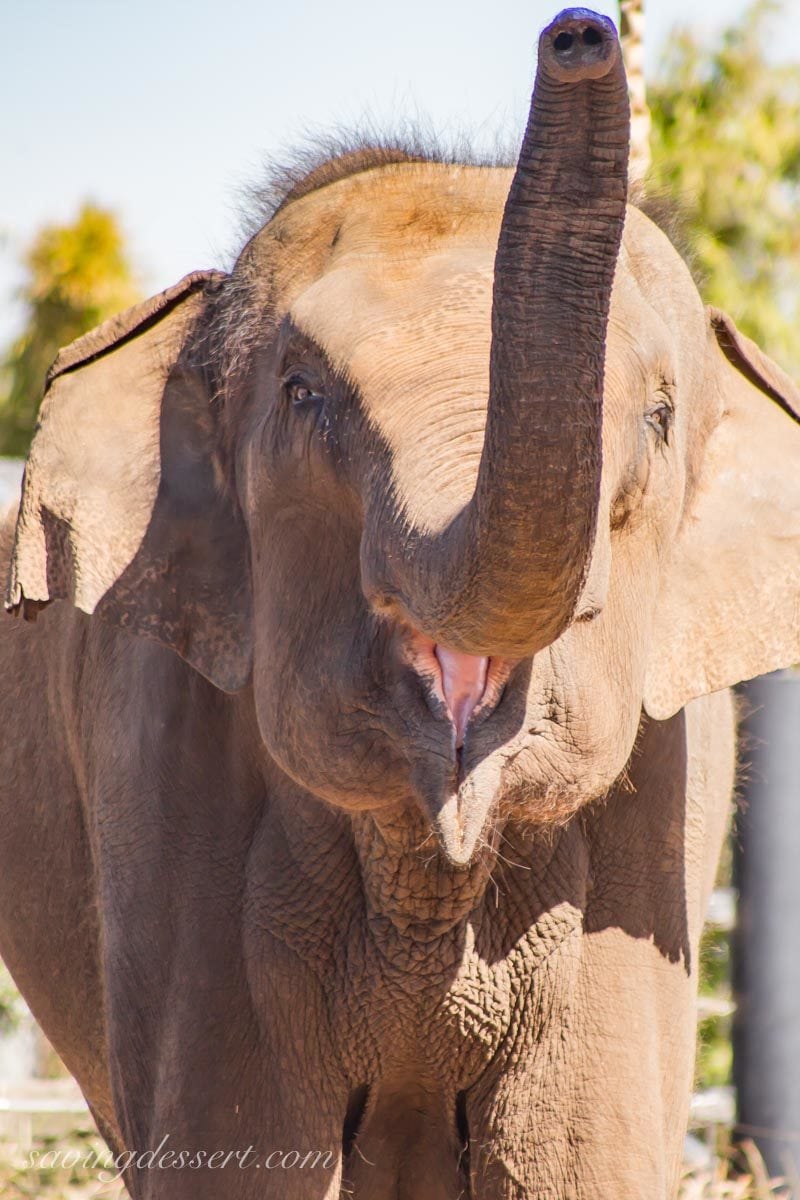 Asian elephant raising her trunk