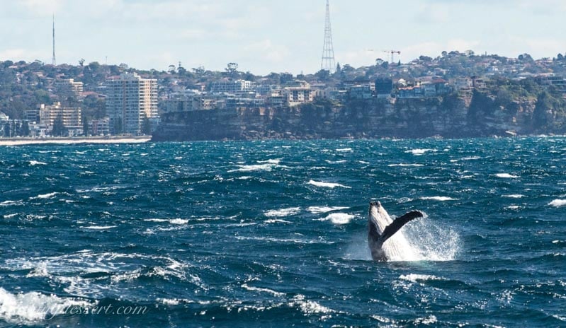 Whale fin splashing off the coast of Australia with cliffs and a view of Sydney in the background