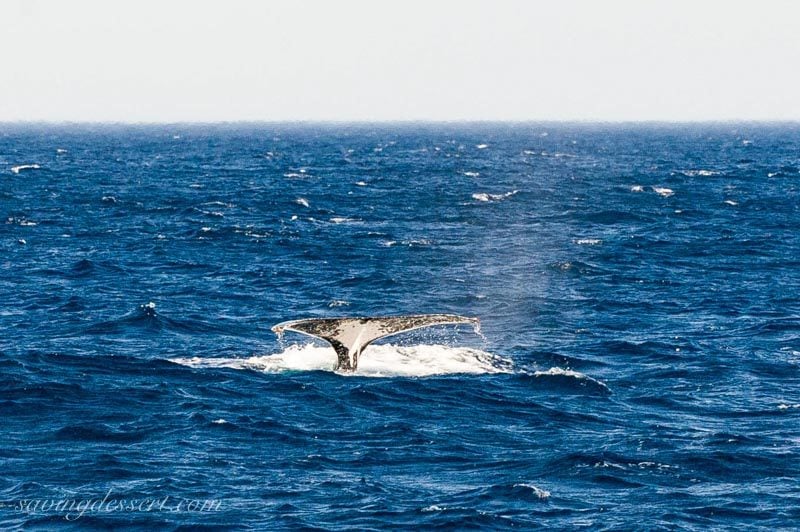 Breaching whale fin, near Sydney Australia