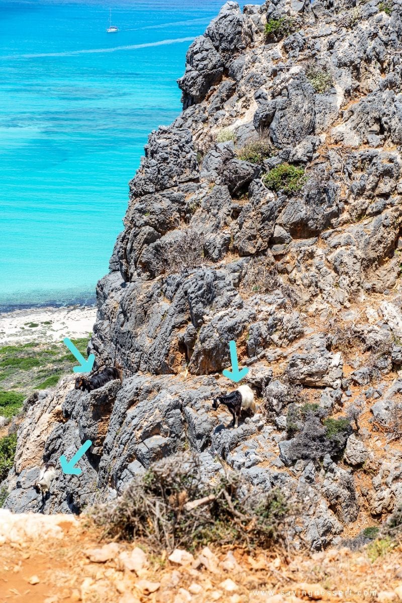 Goats on the rocks near Balos Beach on the Island of Crete