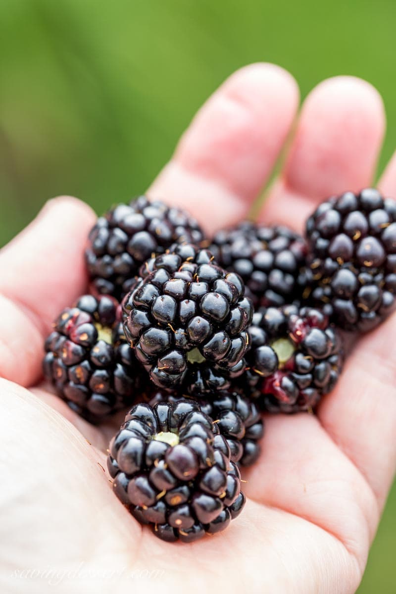 A handful of fresh picked blackberries